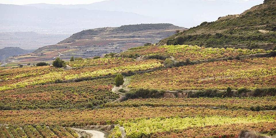World Vineyards covered 7.5 Million Hectares in 2015