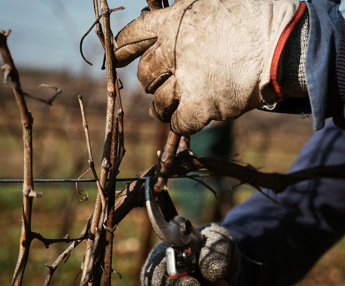 Become a Member of Italian Wines Club Singapore